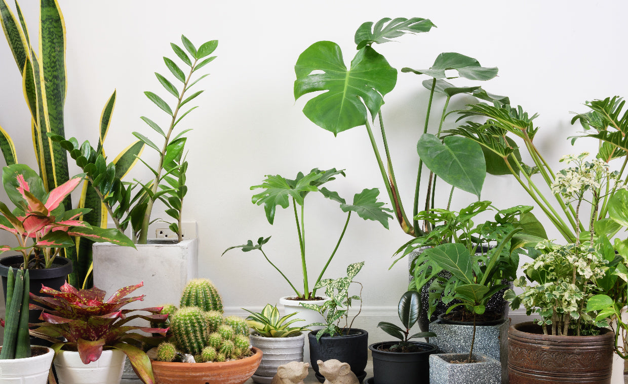 Plants available for sell